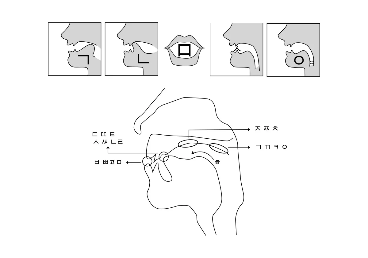 Diagramma fonetico dei punti di articolazione della lingua e delle labbra per la pronuncia delle consonanti coreane.
